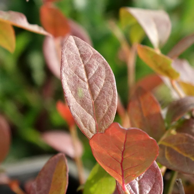 Mirtilo North Blue - Vaccinium corymbosum (Folhagem)