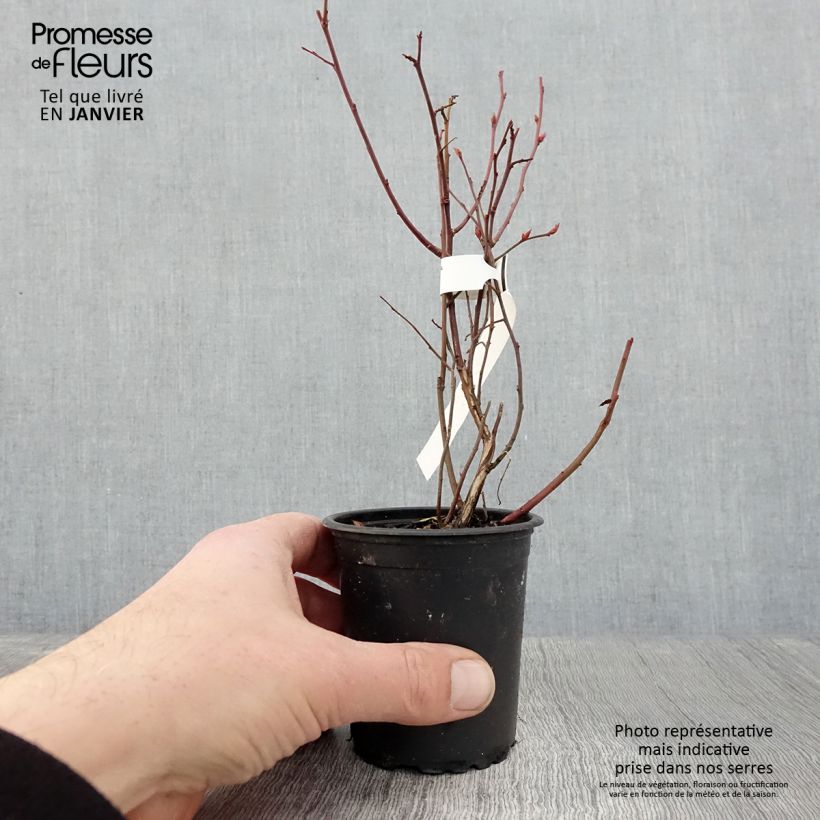 Amostra de Myrtille d'Amérique - Vaccinium corymbosum Northcountry Vaso de 8/9 cm tal como entregue no inverno