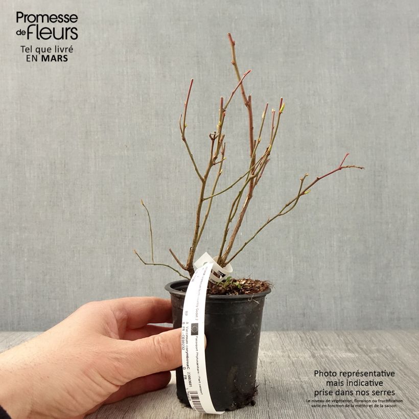 Amostra de Mirtilo Northcountry - Vaccinium corymbosum Vaso de 8/9 cm tal como entregue na primavera