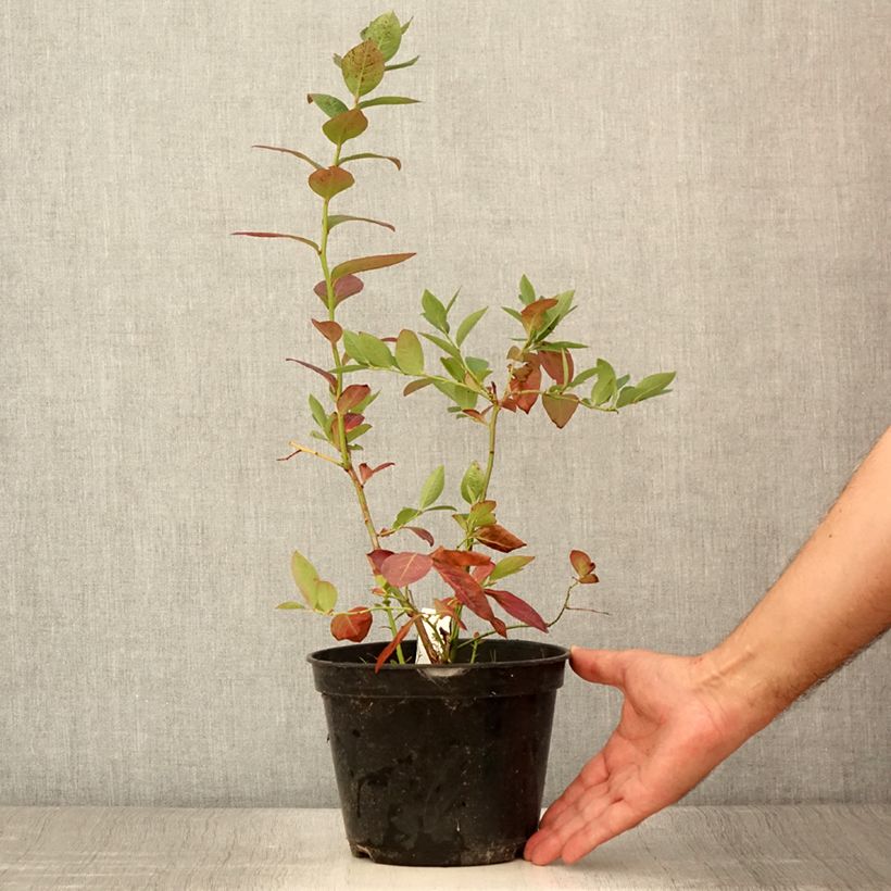 Amostra de Myrtille d'Amérique - Vaccinium corymbosum Northcountry Vaso de 3 L/4 L tal como entregue no verão