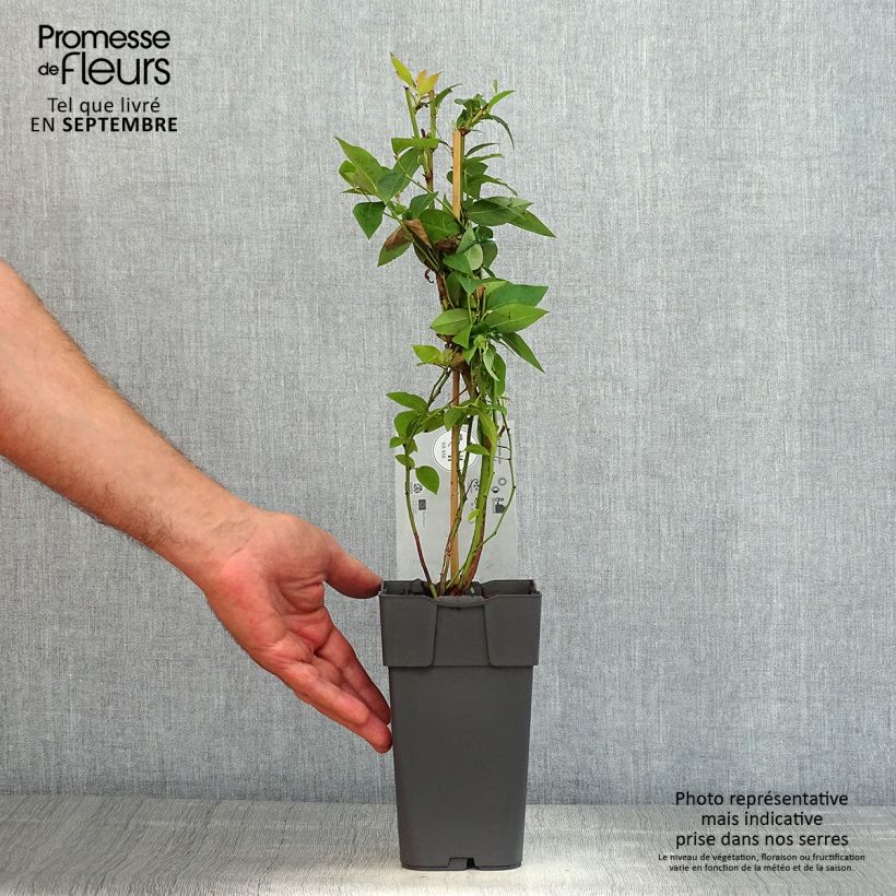 Amostra de Mirtilo-americano Northland - Vaccinium corymbosum Vaso de 1,5 L/2 L tal como entregue no verão