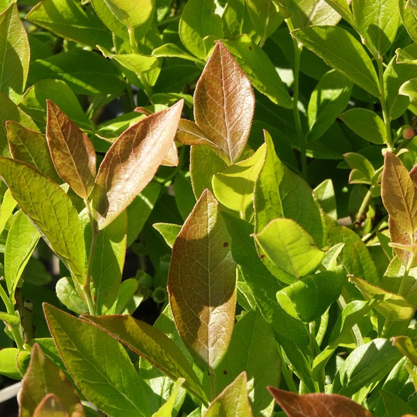 Mirtilo Pioneer - Vaccinium corymbosum (Folhagem)