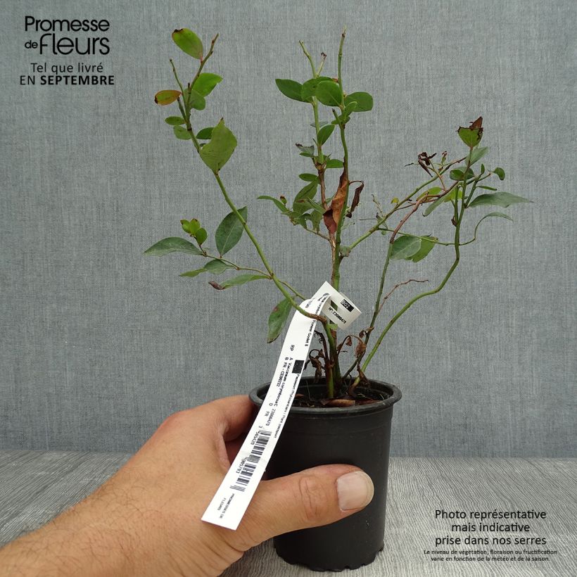 Amostra de Mirtilo Pioneer - Vaccinium corymbosum Vaso de 8/9 cm tal como entregue no outono