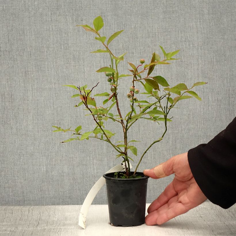 Amostra de Mirtilo Pioneer - Vaccinium corymbosum Vaso de 8/9 cm tal como entregue no verão
