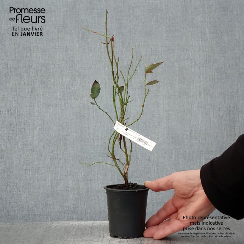 Amostra de Myrtille d'Amérique - Vaccinium corymbosum Pionner Vaso de 8/9 cm tal como entregue no inverno