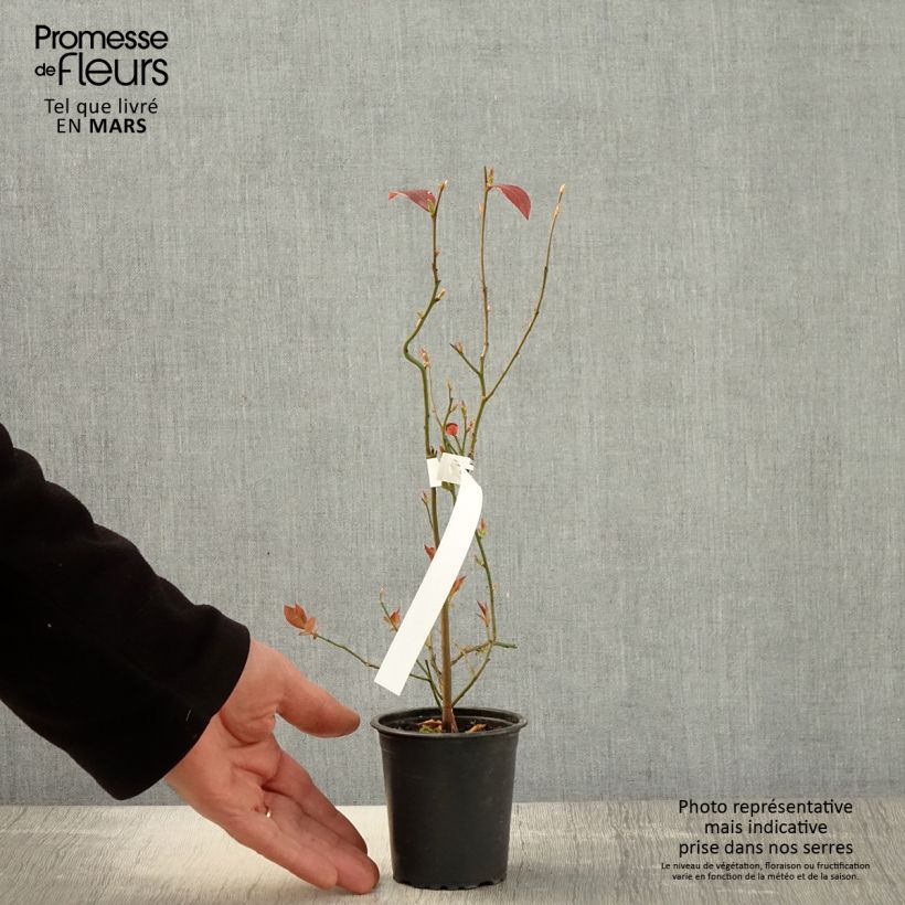 Amostra de Mirtilo Pioneer - Vaccinium corymbosum Vaso de 8/9 cm tal como entregue na primavera