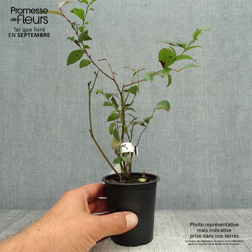 Amostra de Mirtilo Rubel - Vaccinium corymbosum Vaso de 8/9 cm tal como entregue no outono