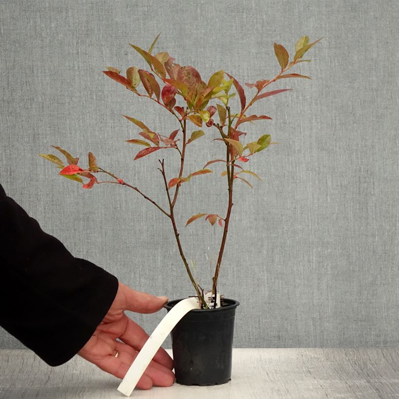 Amostra de Mirtilo Rubel - Vaccinium corymbosum Vaso de 8/9 cm tal como entregue no verão