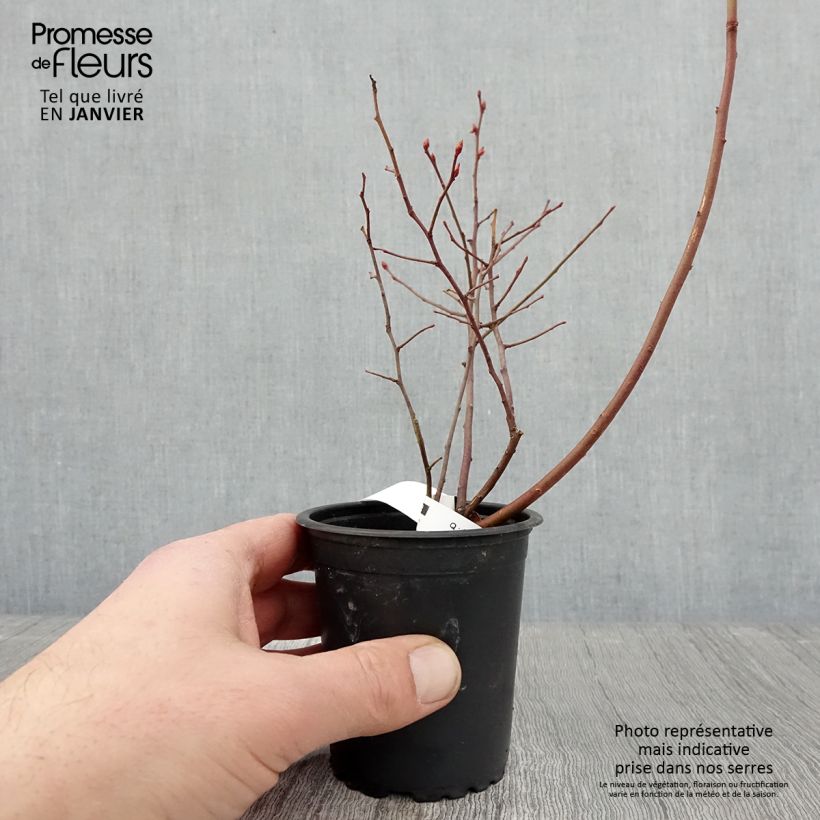 Amostra de Myrtille d'Amérique - Vaccinium corymbosum Rubel Vaso de 8/9 cm tal como entregue no inverno