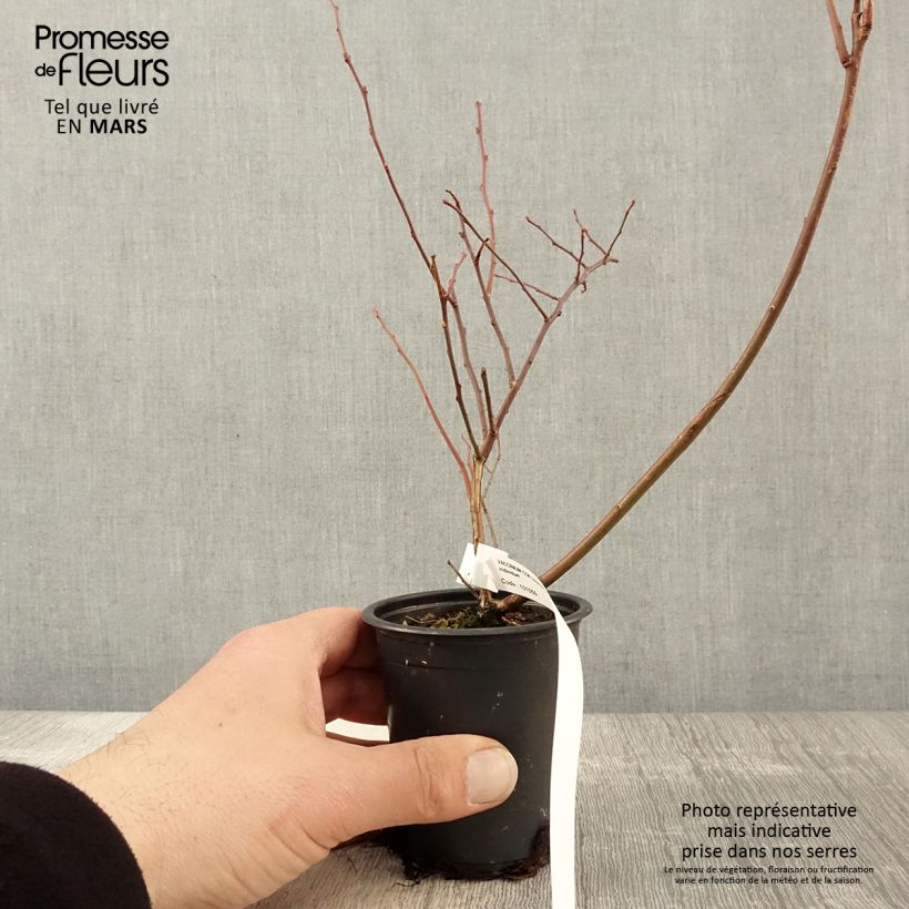 Amostra de Mirtilo Rubel - Vaccinium corymbosum Vaso de 8/9 cm tal como entregue na primavera