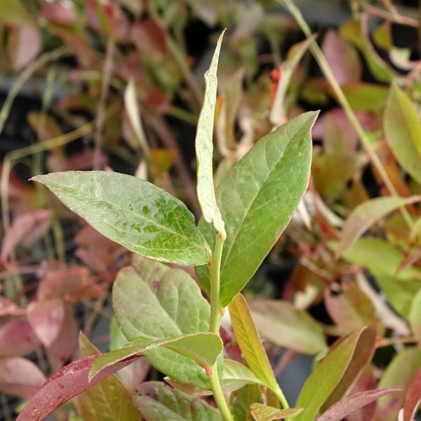 Mirtilo Rubel - Vaccinium corymbosum (Folhagem)