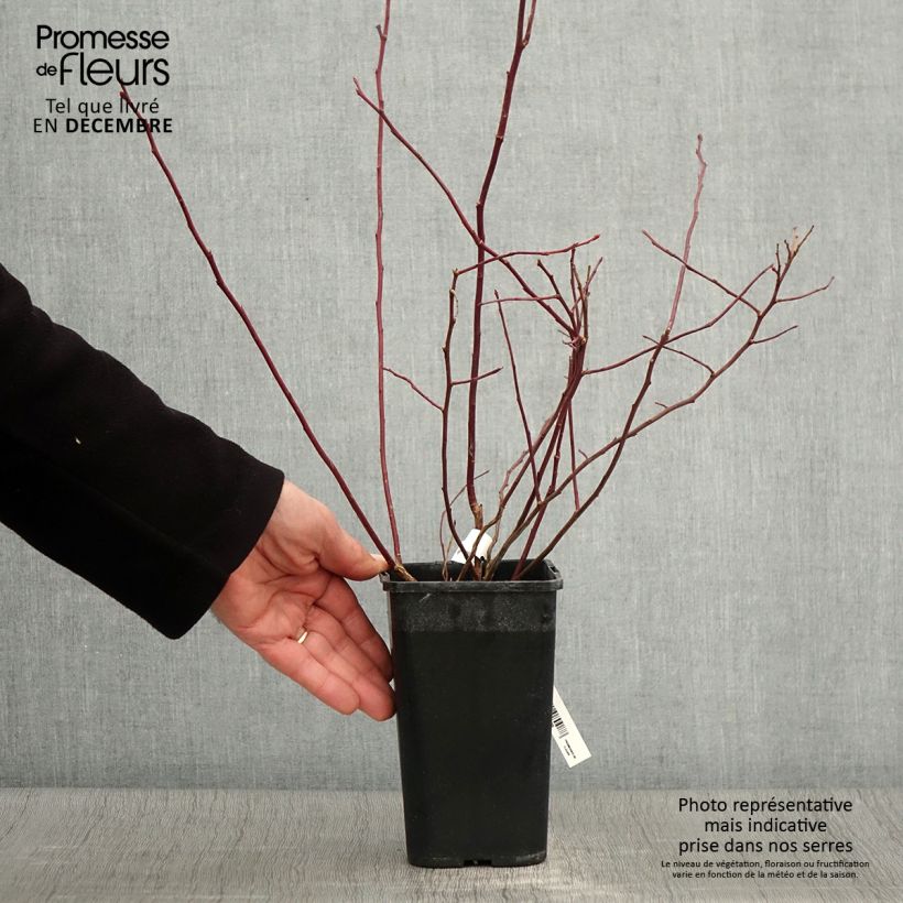 Amostra de Mirtilo Rubel - Vaccinium corymbosum Vaso de 1 L/1,5 L tal como entregue no outono