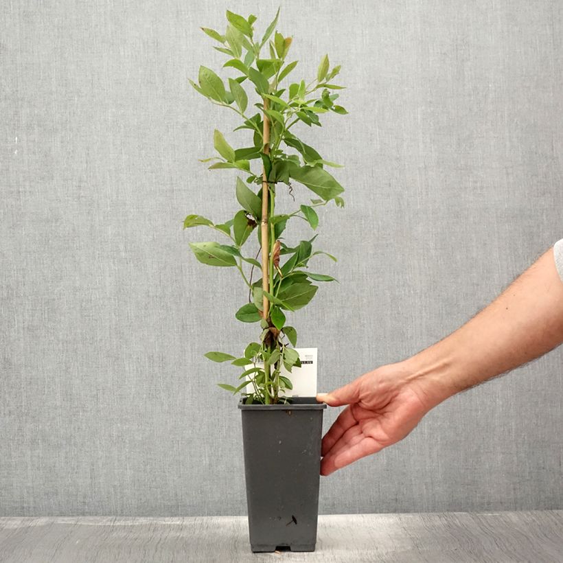 Amostra de Mirtilo Rubel - Vaccinium corymbosum Vaso de 1 L/1,5 L tal como entregue no verão
