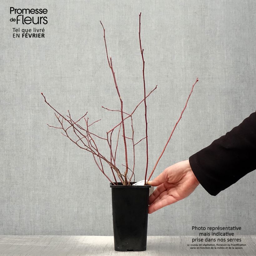 Amostra de Myrtille d'Amérique - Vaccinium corymbosum Rubel Vaso de 1 L/1,5 L tal como entregue no inverno