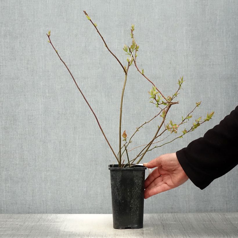 Amostra de Mirtilo Rubel - Vaccinium corymbosum Vaso de 1 L/1,5 L tal como entregue na primavera