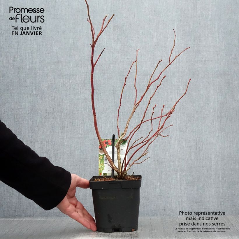 Amostra de Myrtille d'Amérique - Vaccinium corymbosum Spartan Vaso de 2 L/3 L tal como entregue no inverno