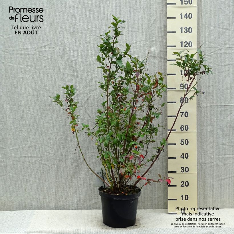 Amostra de Mirtilo Spartan - Vaccinium corymbosum Vaso de 7,5 L/10 L tal como entregue no verão