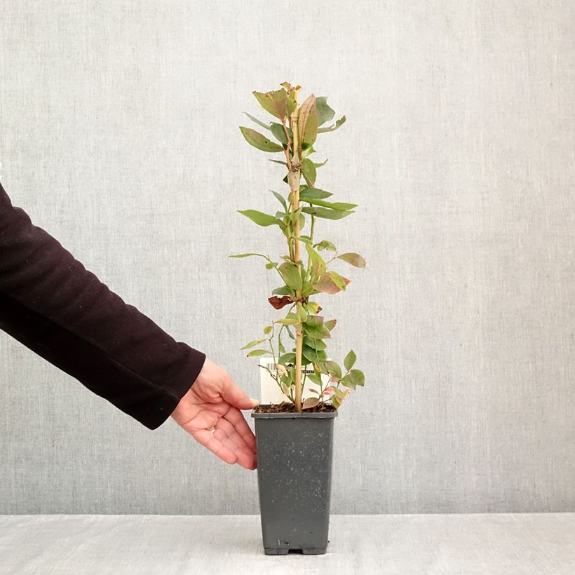 Amostra de Mirtilo Spartan - Vaccinium corymbosum Vaso de 2 L/3 L tal como entregue no outono