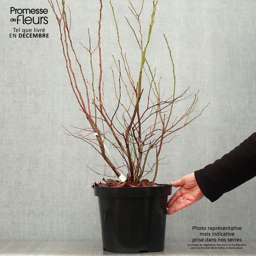 Amostra de Mirtilo Goldtraube - Vaccinium corymbosum Vaso de 7,5 L/10 L, Arbusto tal como entregue no outono