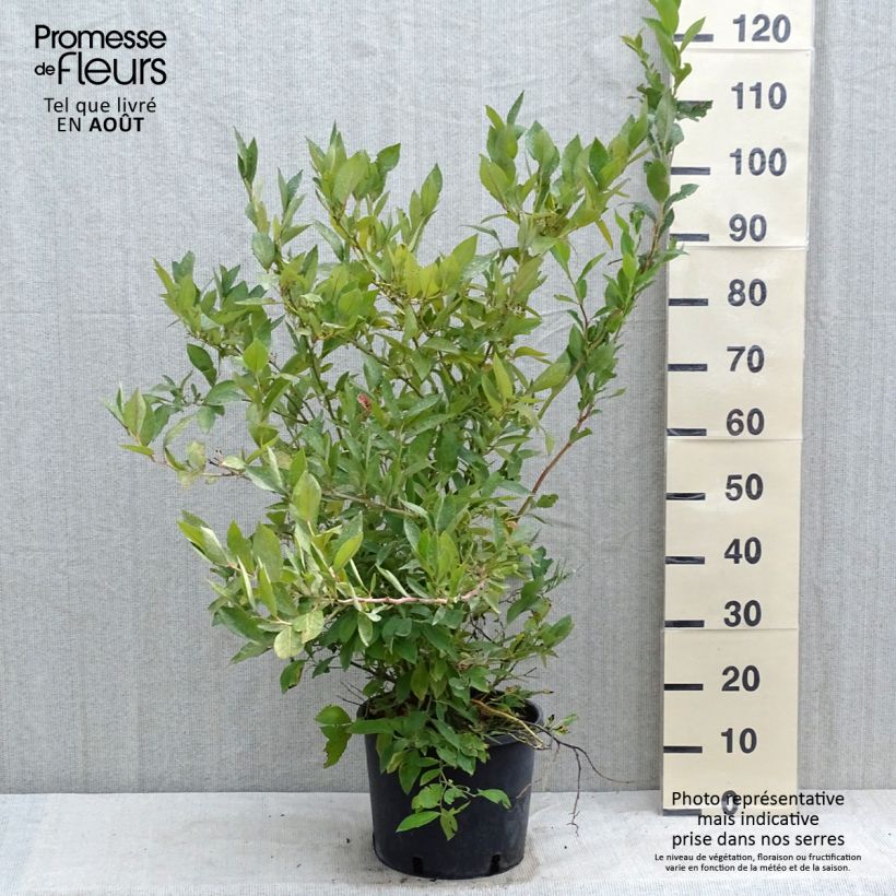 Amostra de Mirtilo Goldtraube - Vaccinium corymbosum Vaso de 7,5 L/10 L, Arbusto tal como entregue no verão