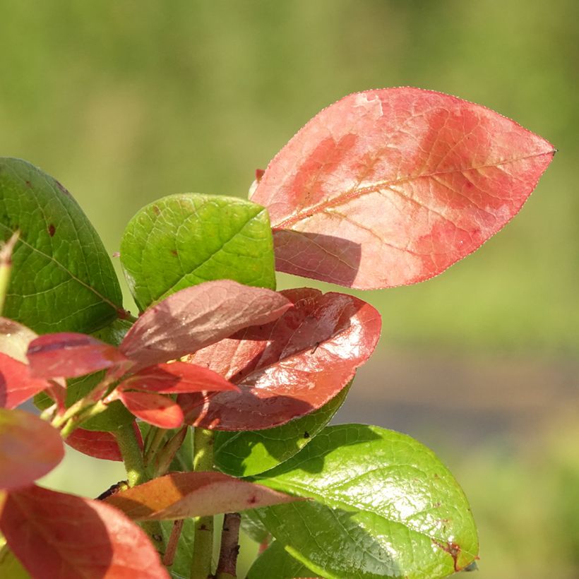 Mirtilo Goldtraube - Vaccinium corymbosum (Folhagem)