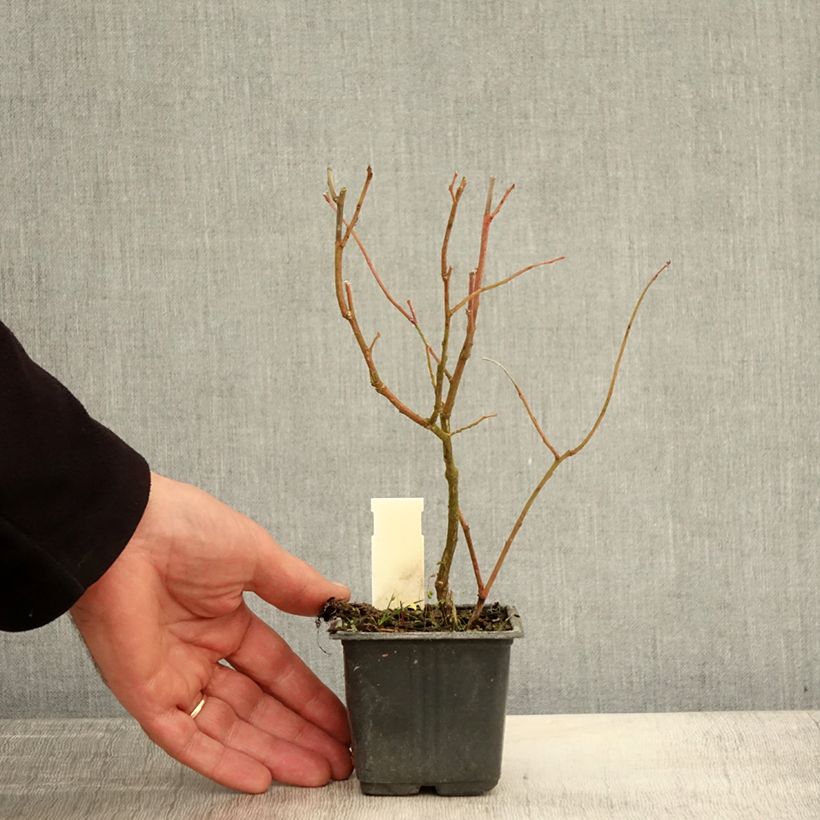 Amostra de Mirtilo Goldtraube - Vaccinium corymbosum Vaso de 8/9 cm tal como entregue no outono