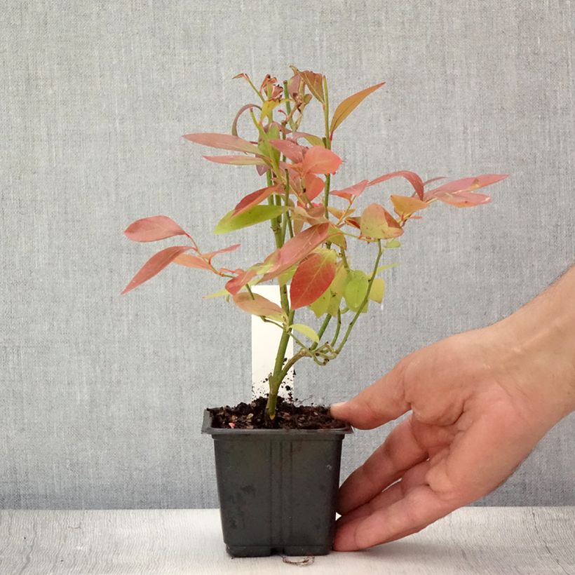 Amostra de Mirtilo Goldtraube - Vaccinium corymbosum Vaso de 8/9 cm tal como entregue no verão