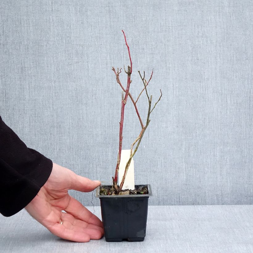 Amostra de Myrtille Goldtraube - Vaccinium corymbosum Vaso de 8/9 cm tal como entregue no inverno