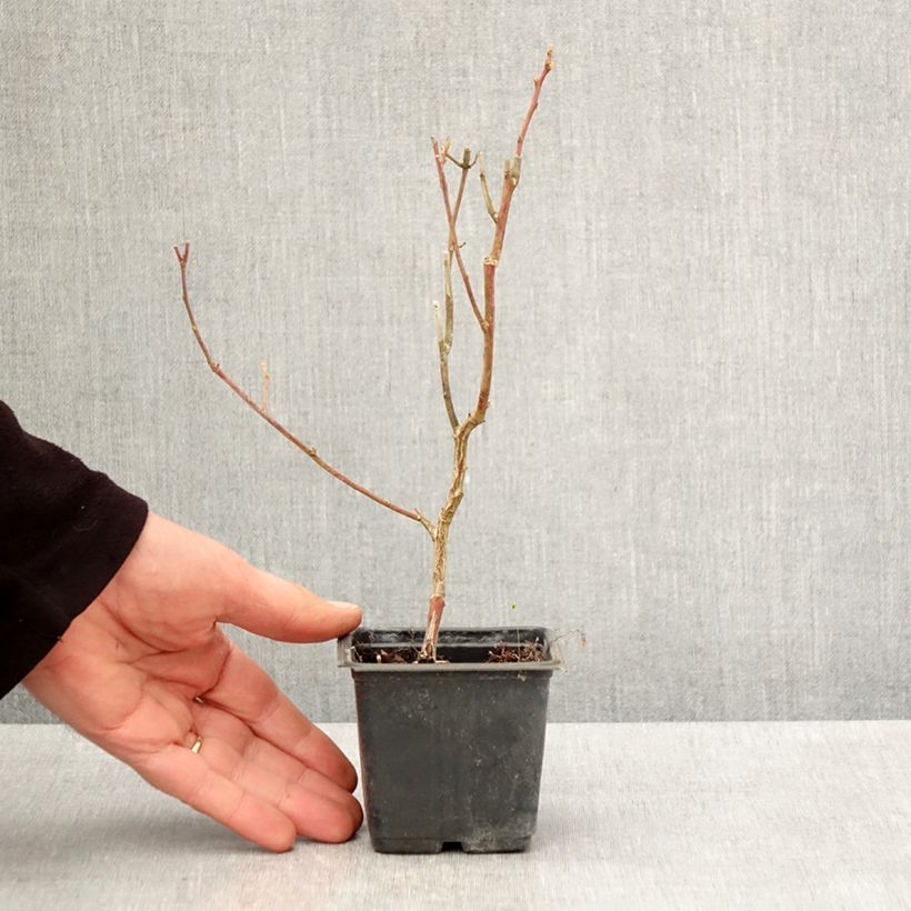 Amostra de Mirtilo Goldtraube - Vaccinium corymbosum Vaso de 8/9 cm tal como entregue na primavera