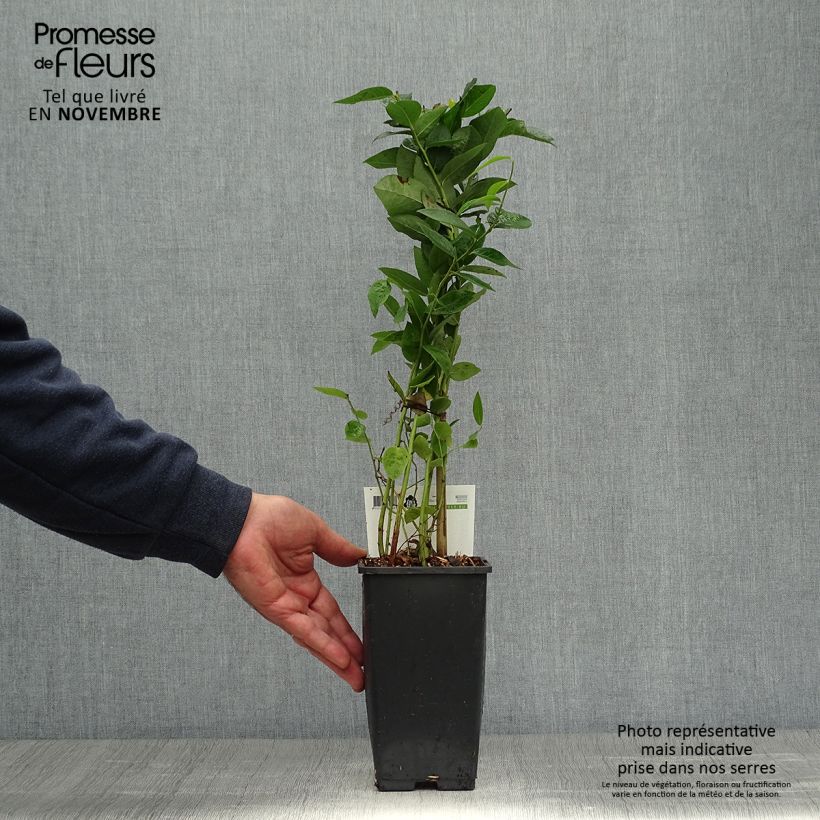Amostra de Mirtilheiro Blue Crop - Vaccinium corymbosum x myrtillus Vaso de 1,5 L/2 L, Arbusto tal como entregue no outono