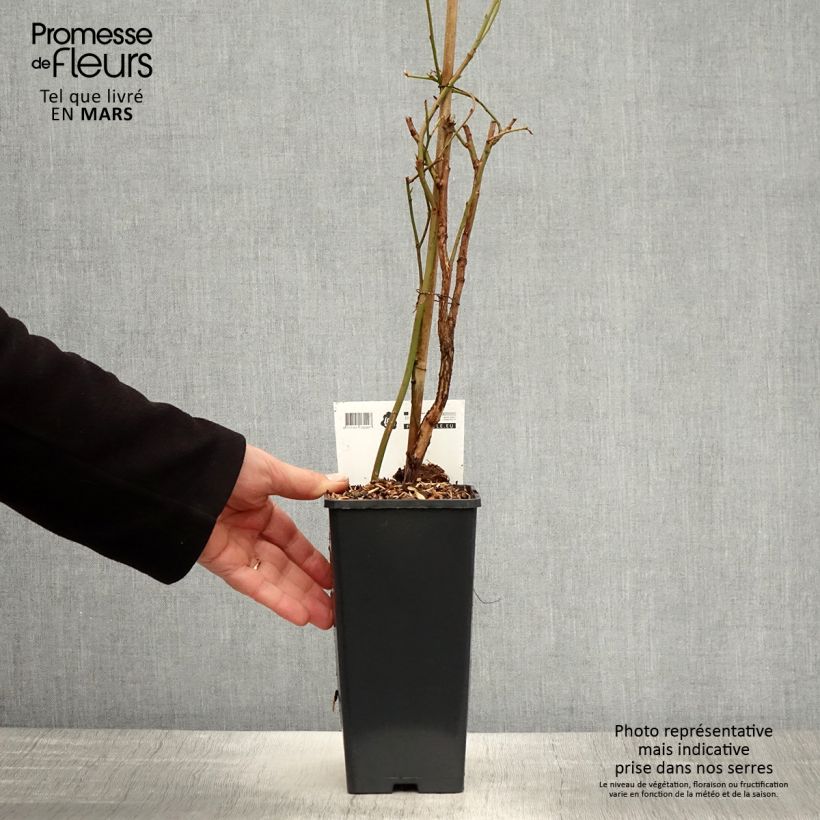 Amostra de Mirtilheiro Blue Crop - Vaccinium corymbosum x myrtillus Vaso de 1,5 L/2 L, Arbusto tal como entregue na primavera