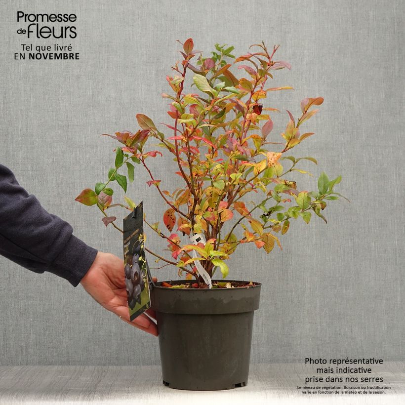 Amostra de Mirtilheiro Blue Crop - Vaccinium corymbosum x myrtillus Vaso de 4 L/5 L tal como entregue no outono