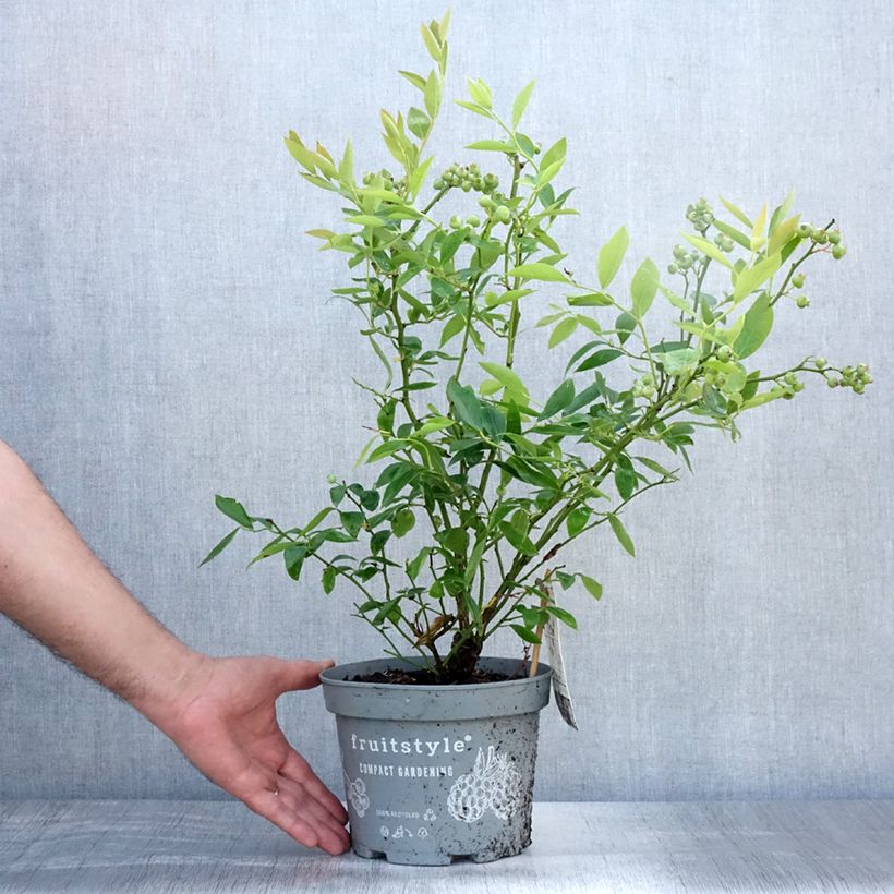 Amostra de Mirtilheiro Blue Crop - Vaccinium corymbosum x myrtillus Vaso de 4 L/5 L tal como entregue no verão