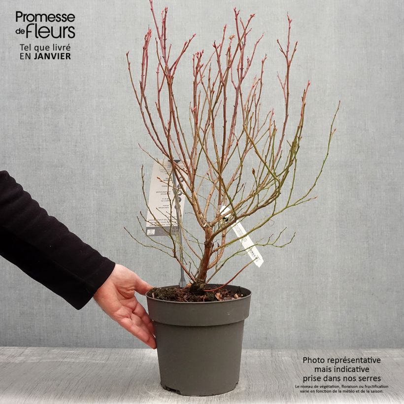 Amostra de Myrtillier Blue Crop - Vaccinum corymbosum  Vaso de 4 L/5 L tal como entregue no inverno