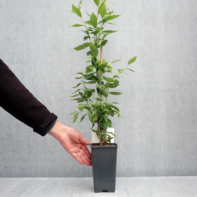 Amostra de Myrtillier Blue Dessert Vaso de 1,5 L/2 L, Arbusto tal como entregue no outono