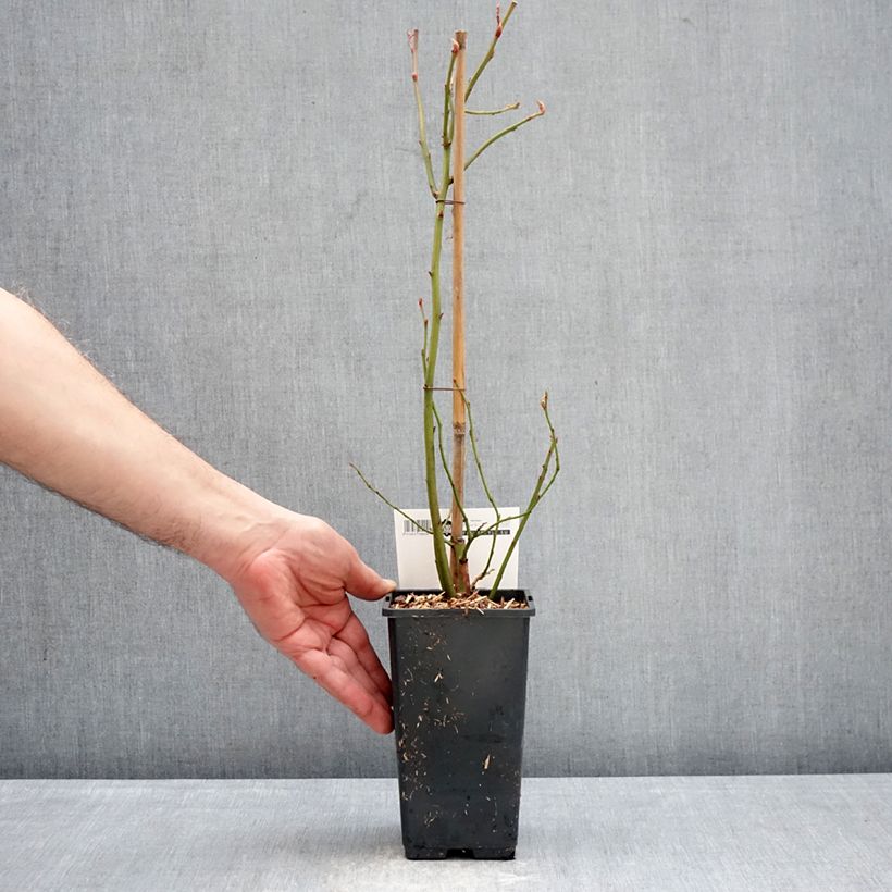 Amostra de Mirtileiro Blue Dessert - Vaccinium corymbosum Vaso de 1,5 L/2 L, Arbusto tal como entregue no inverno