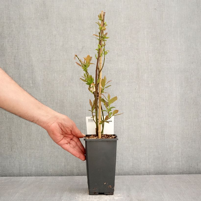 Amostra de Mirtileiro Blue Dessert - Vaccinium corymbosum Vaso de 1,5 L/2 L, Arbusto tal como entregue na primavera