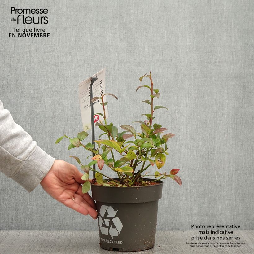 Amostra de Mirtileiro Blue Dessert - Vaccinium corymbosum Vaso de 3 L/4 L, Tufo tal como entregue no outono