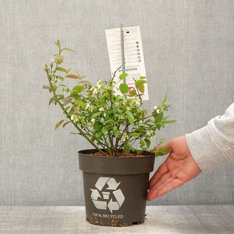 Amostra de Mirtileiro Blue Dessert - Vaccinium corymbosum Vaso de 3 L/4 L, Tufo tal como entregue na primavera