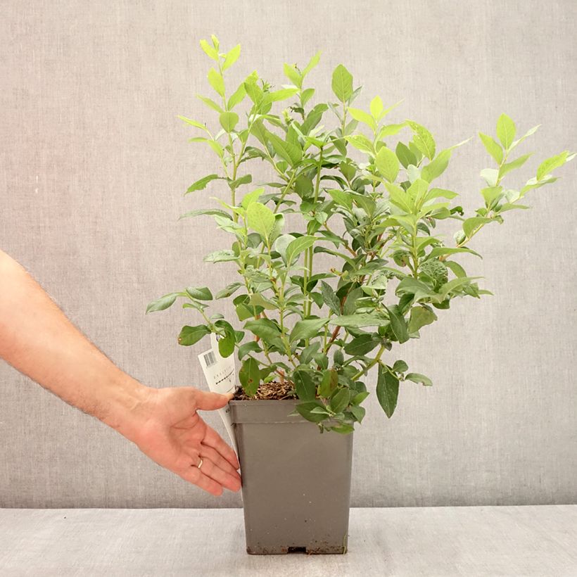 Amostra de Mirtileiro Blue Dessert - Vaccinium corymbosum Vaso de 3 L/4 L, Tufo tal como entregue no verão