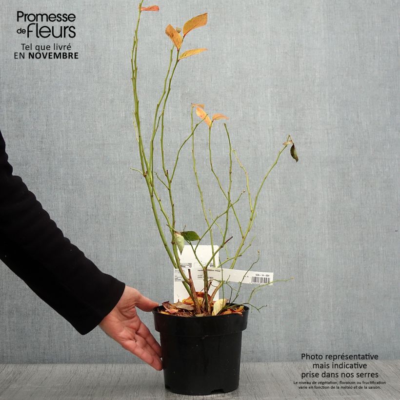 Amostra de Mirtileiro Blue Jay - Vaccinium corymbosum Vaso de 1,5 L/2 L, Arbusto tal como entregue no outono