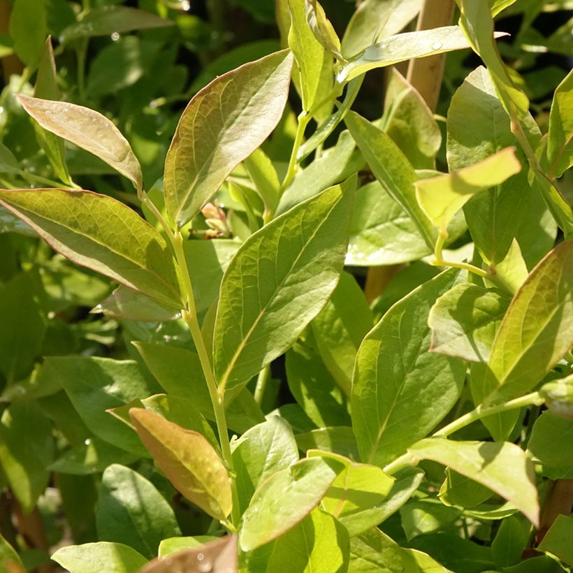 Mirtileiro Blue Roma - Vaccinium corymbosum (Folhagem)