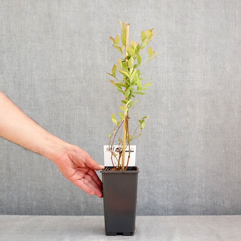 Amostra de Mirtileiro Blue Roma - Vaccinium corymbosum Vaso de 3 L/4 L, Tufo tal como entregue na primavera