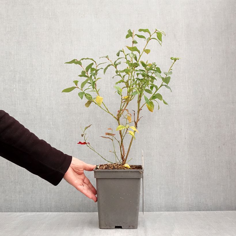 Amostra de Mirtileiro Blue Roma - Vaccinium corymbosum Vaso de 3 L/4 L, Tufo tal como entregue no outono