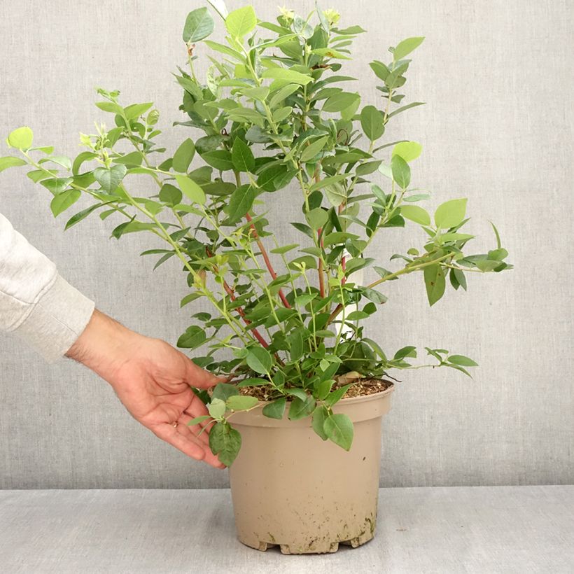 Amostra de Mirtileiro Blue Suede - Vaccinium corymbosum Vaso de 4 L/5 L, Arbusto tal como entregue no outono