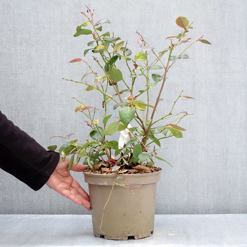 Amostra de Myrtillier Blue Suede Vaso de 4 L/5 L, Arbusto tal como entregue no inverno