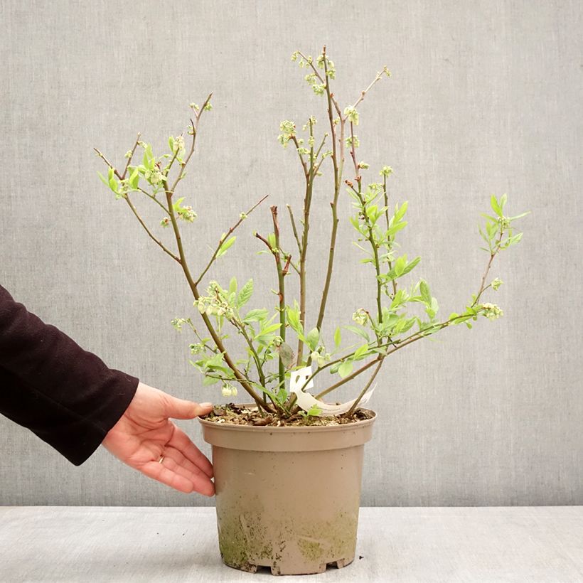 Amostra de Mirtileiro Blue Suede - Vaccinium corymbosum Vaso de 4 L/5 L, Arbusto tal como entregue na primavera