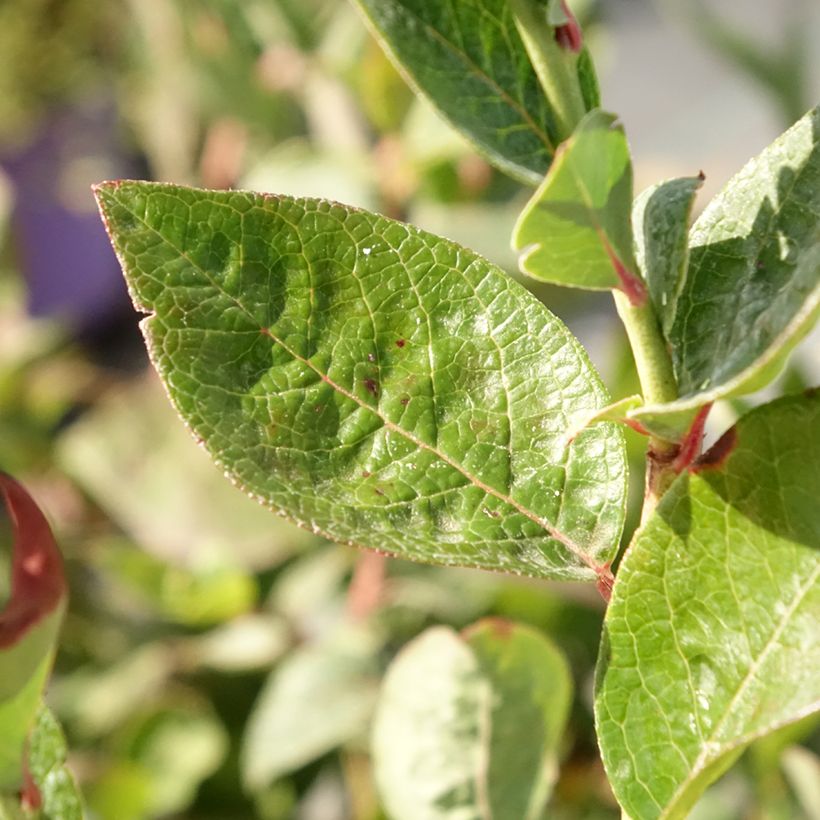 Mirtiloeiro Blues Brothers - Vaccinium corymbosum (Folhagem)