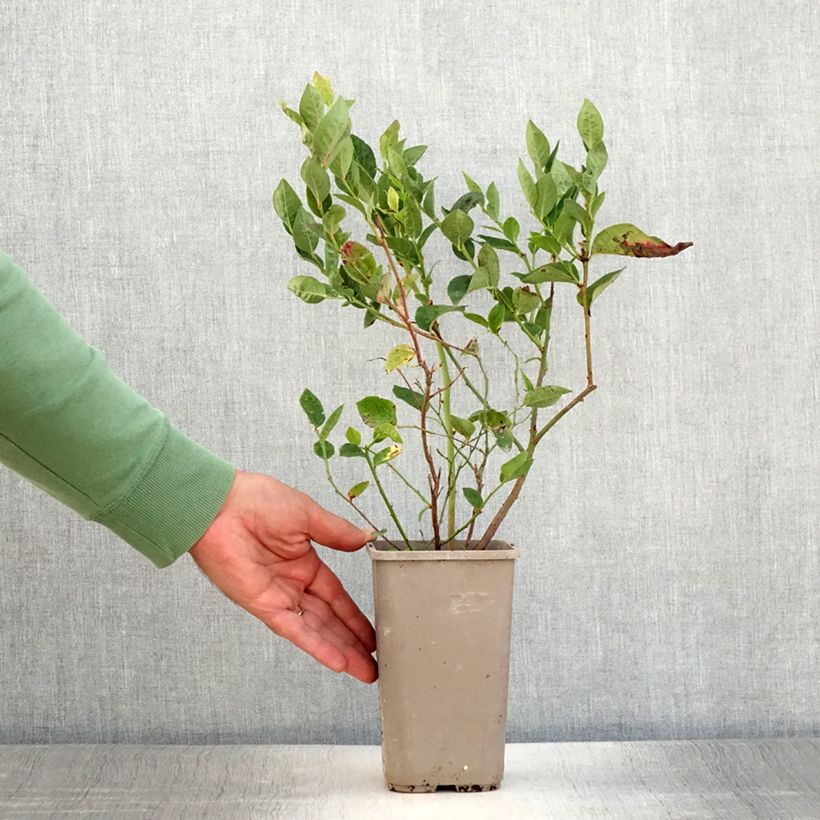 Amostra de Mirtiloeiro Blues Brothers - Vaccinium corymbosum Vaso de 1,5 L/2 L tal como entregue no verão