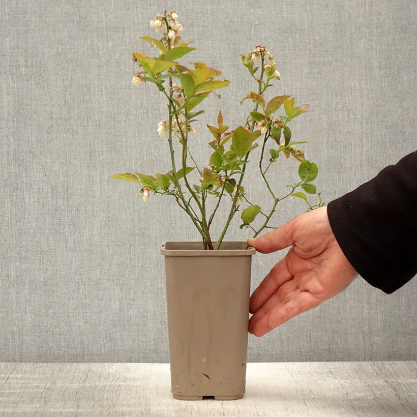Amostra de Mirtiloeiro Blues Brothers - Vaccinium corymbosum Vaso de 1,5 L/2 L tal como entregue na primavera